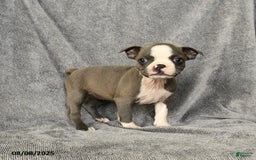 Boston Terrier dogs for sale: Lacey - Image 3