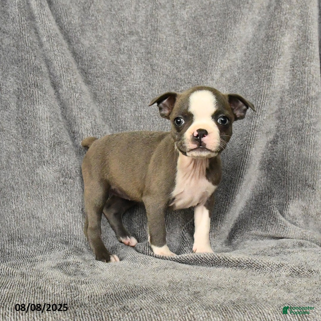 Boston Terrier dogs for sale: Lacey - Image 3