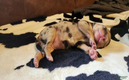 Catahoula Leopard Dog dogs for sale: Paris - Image 5