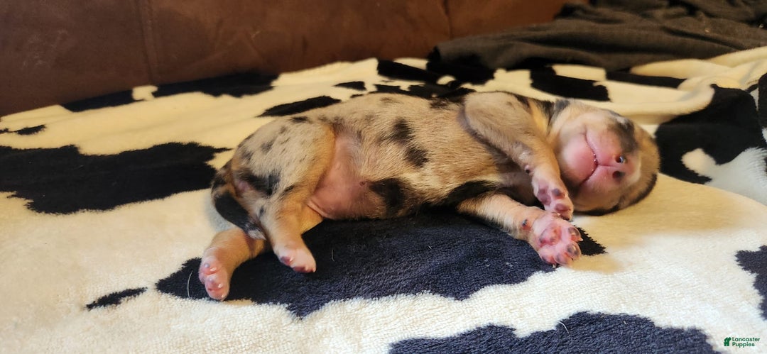 Catahoula Leopard Dog dogs for sale: Paris - Image 5