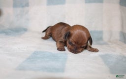 Miniature Dachshund dogs for sale: Miah Mini - Image 6