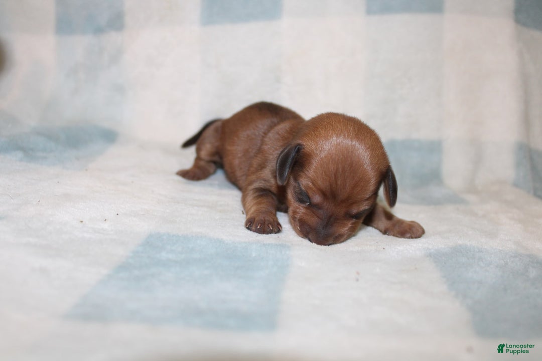 Miniature Dachshund dogs for sale: Miah Mini - Image 6