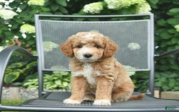 Mini Goldendoodle dogs for sale: Lincoln - Image 2
