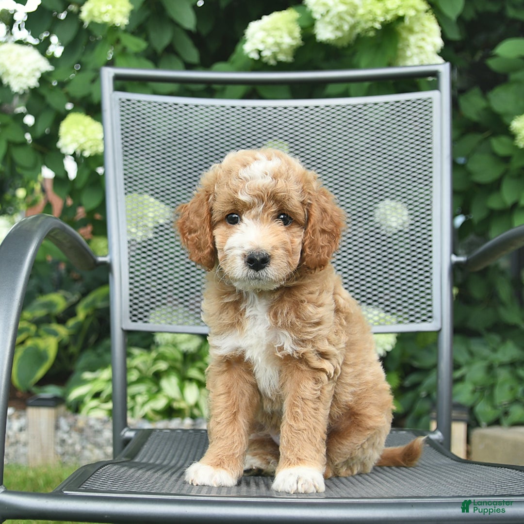 Mini Goldendoodle dogs for sale: Lincoln - Image 2