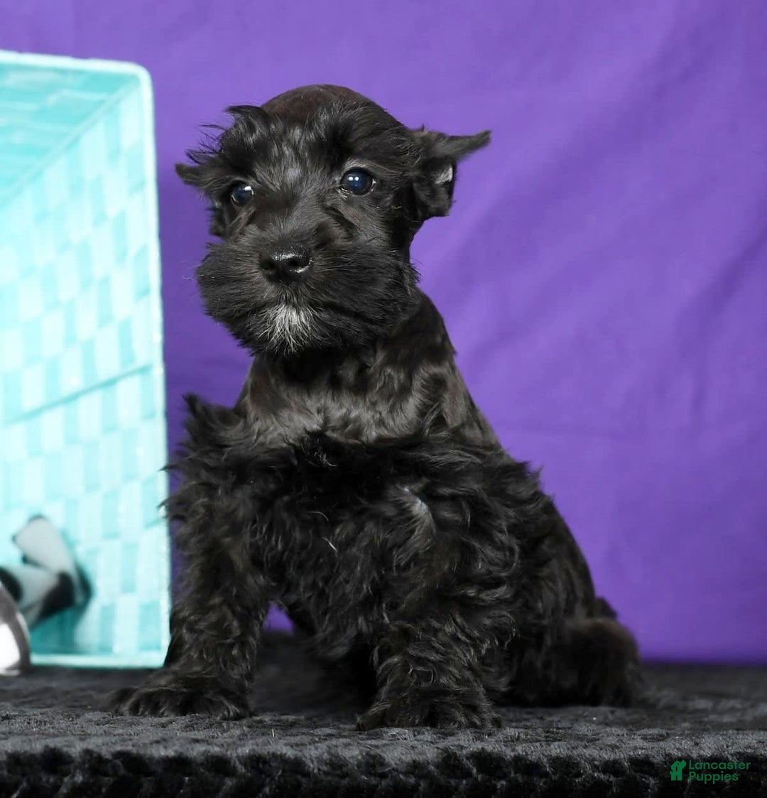 Miniature Schnauzer dogs for sale: Blaze - Image 7