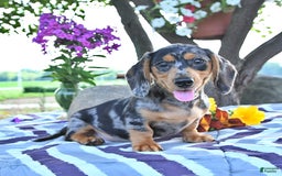 Miniature Dachshund dogs for sale: Tommy - Image 12
