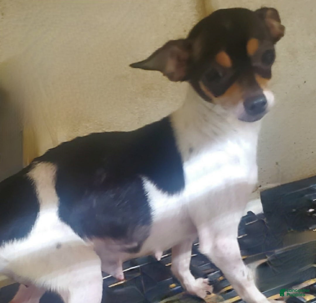Chihuahua dogs for sale: Darcey - Image 13