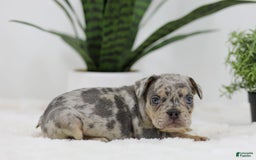 French Bulldog dogs for sale: French Bulldog 5 puppies - Image 25