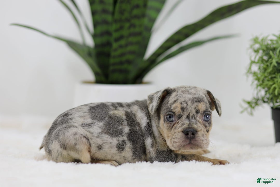 French Bulldog dogs for sale: French Bulldog 5 puppies - Image 25
