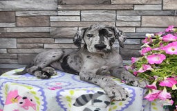 Great Dane dogs for sale: Harmony - Image 4