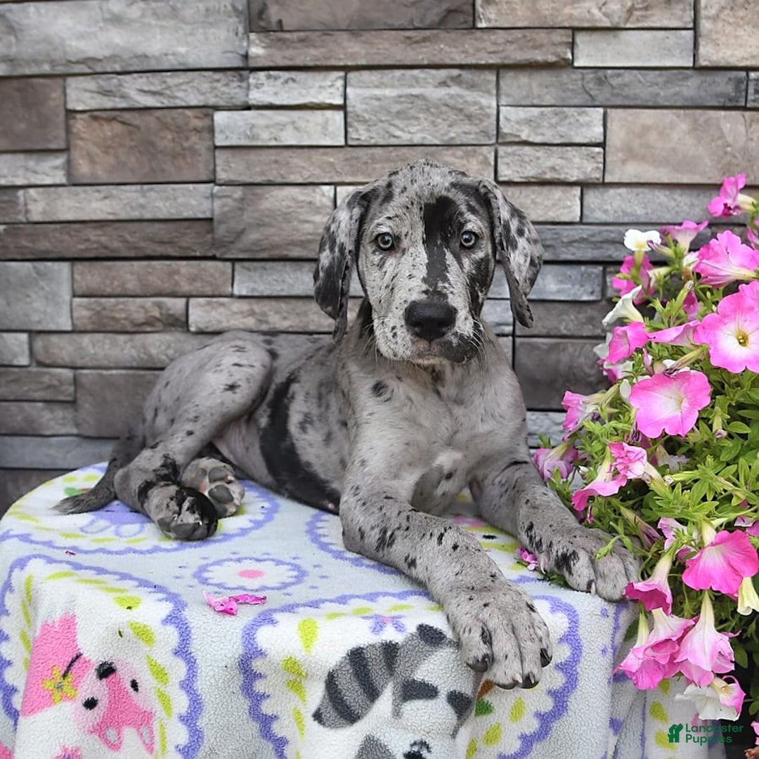 Great Dane dogs for sale: Harmony - Image 4