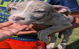 American Bully dogs for sale: Green Girl - Image 13