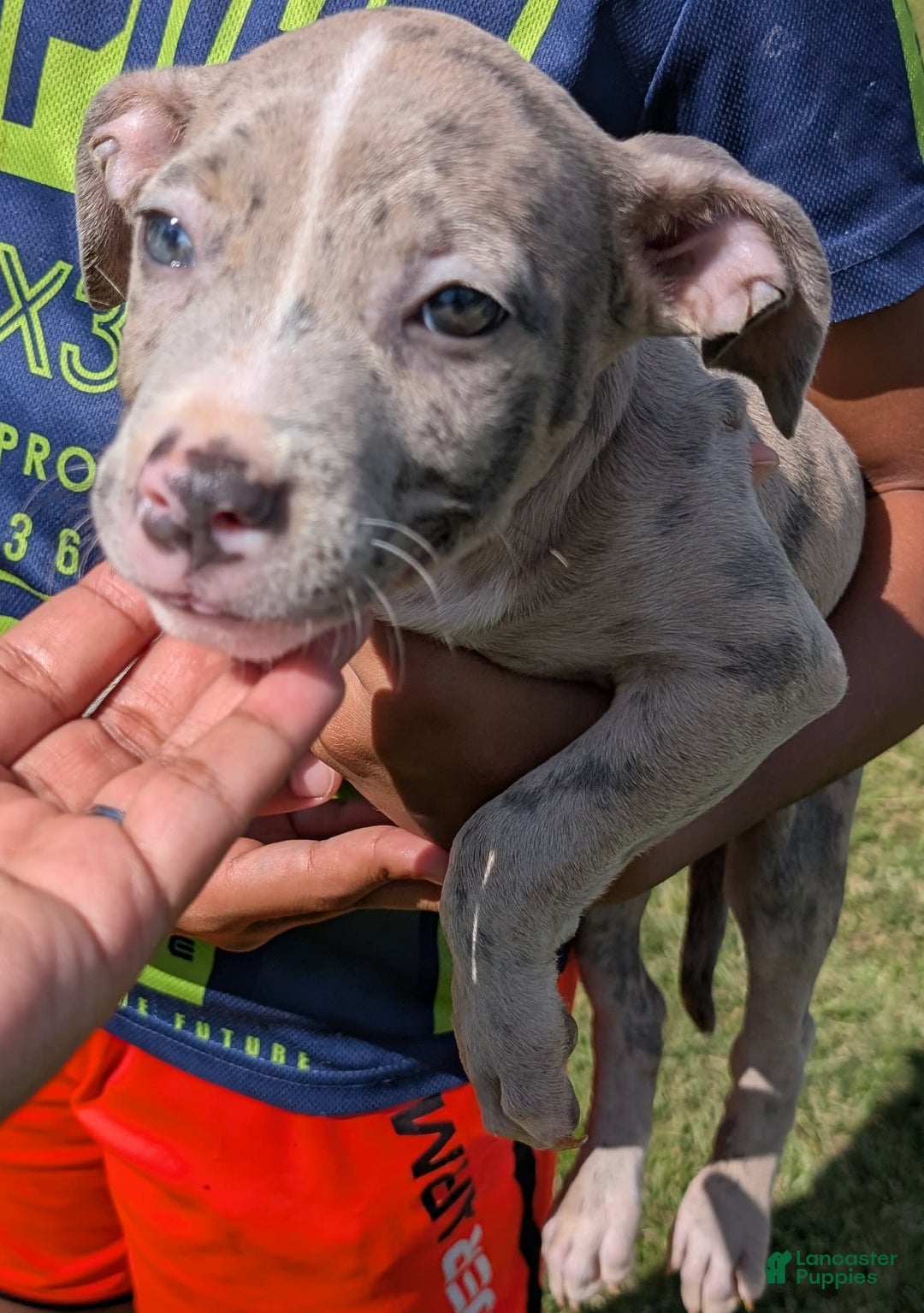 American Bully dogs for sale: Green Girl - Image 13