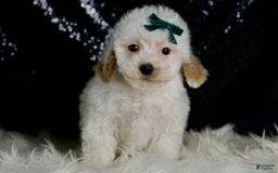 Maltipoo dogs for sale: Russel - Image 3