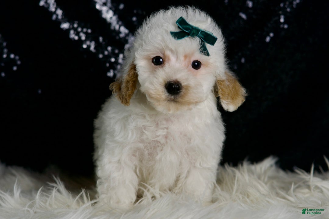 Maltipoo dogs for sale: Russel - Image 3