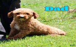 Miniature Poodle dogs for sale: Charlie - Image 13