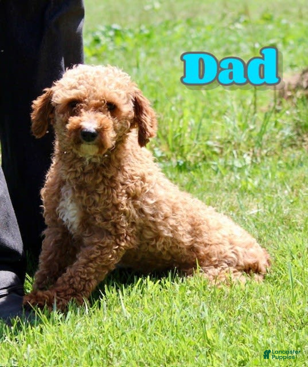 Miniature Poodle dogs for sale: Charlie - Image 13