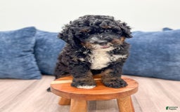 Mini Bernedoodle dogs for sale: Diego - Image 5