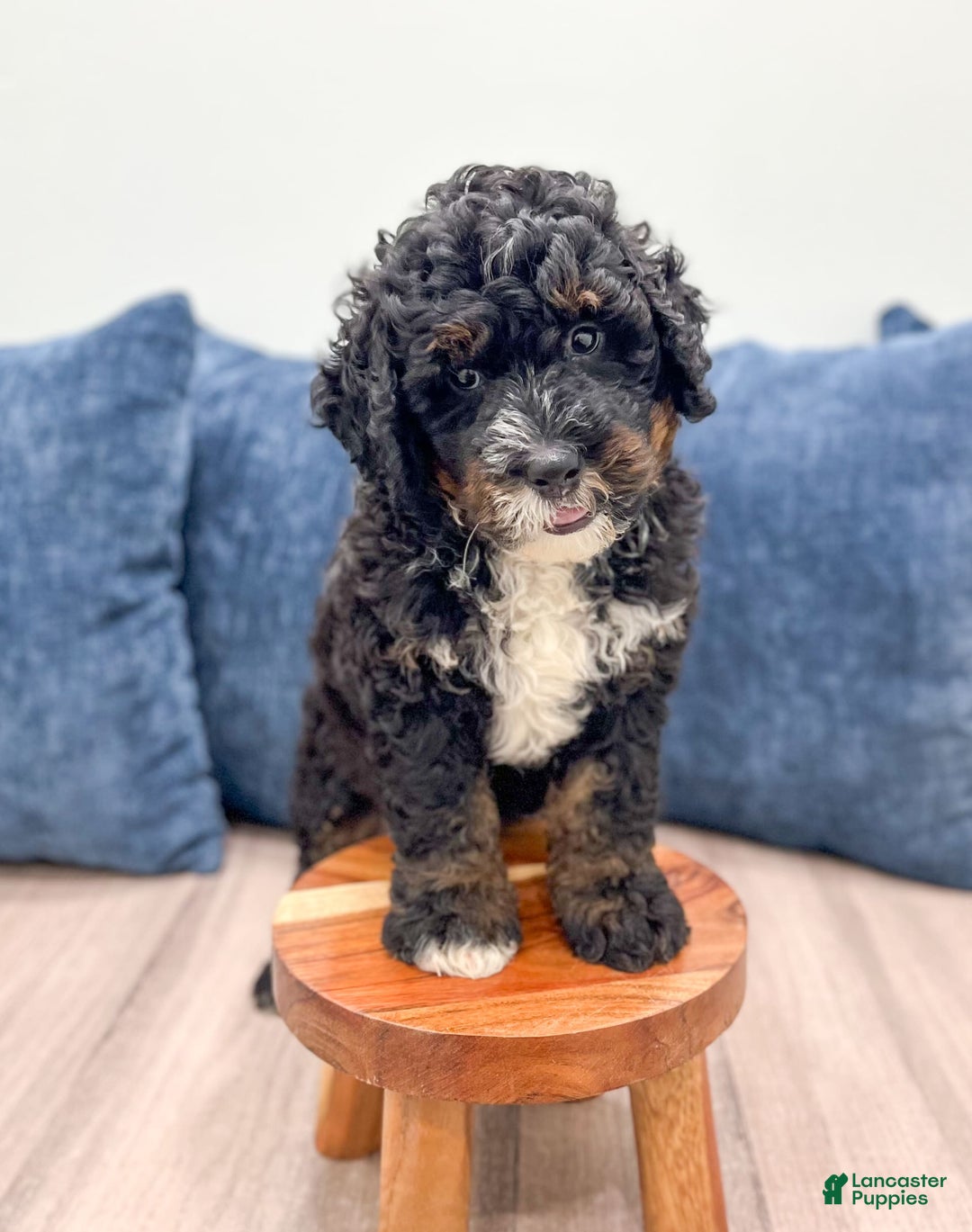 Mini Bernedoodle dogs for sale: Diego - Image 5