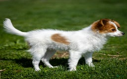 Papillon dogs for sale: Fansie - Image 4