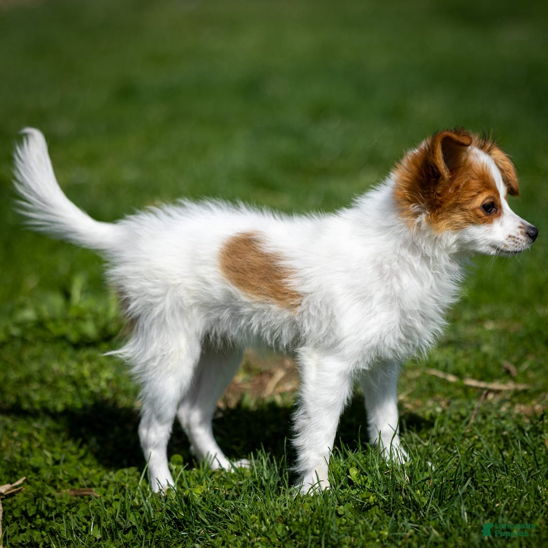 Papillon dogs for sale: Fansie - Image 4