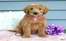 Goldendoodle dogs for sale: Chanel - Image 6