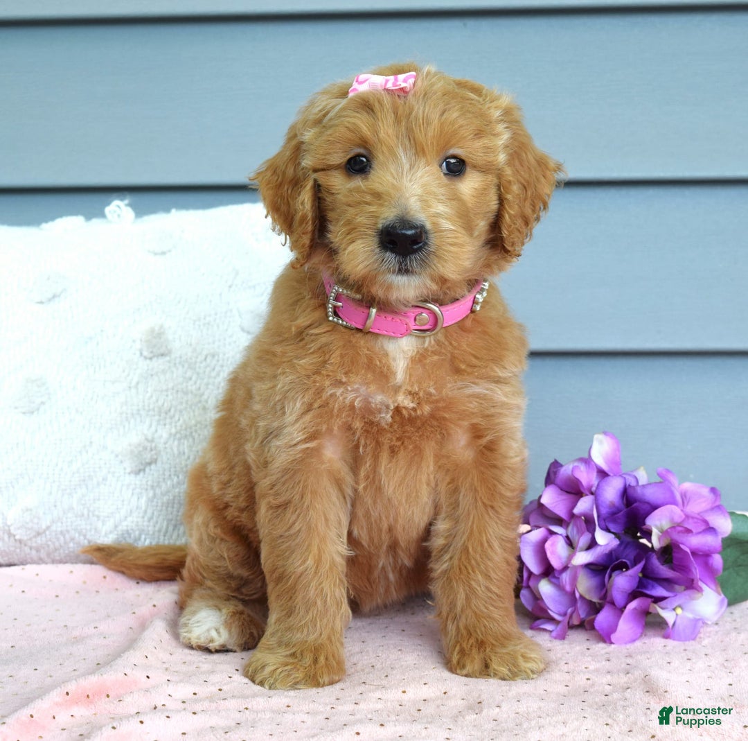 Goldendoodle dogs for sale: Chanel - Image 6
