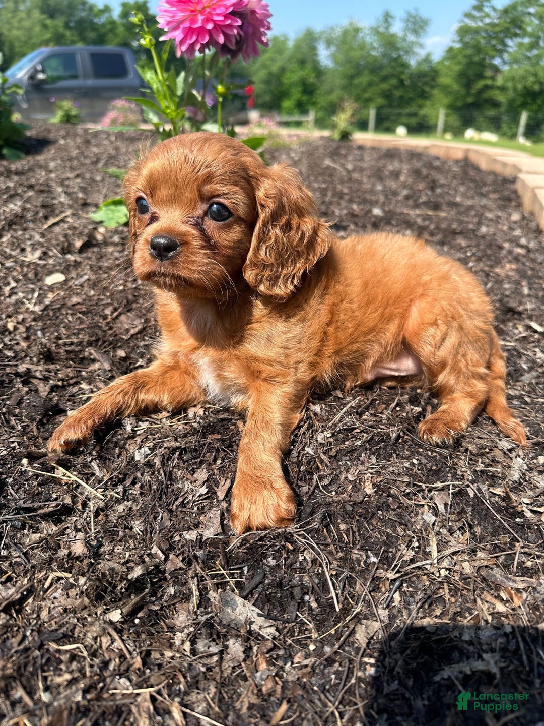 Cavapoo dogs for sale: Laker - Image 3