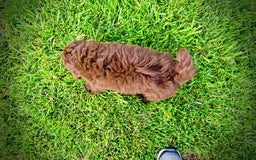 Havapoo dogs for sale: Wiggles - Image 10