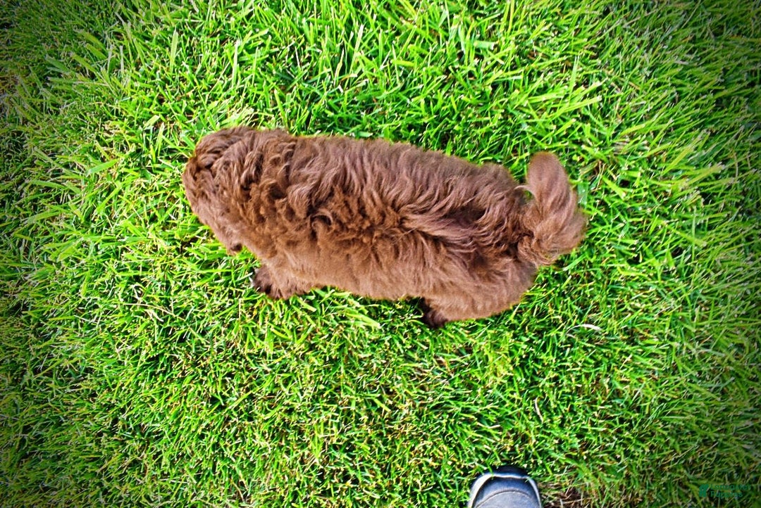 Havapoo dogs for sale: Wiggles - Image 10