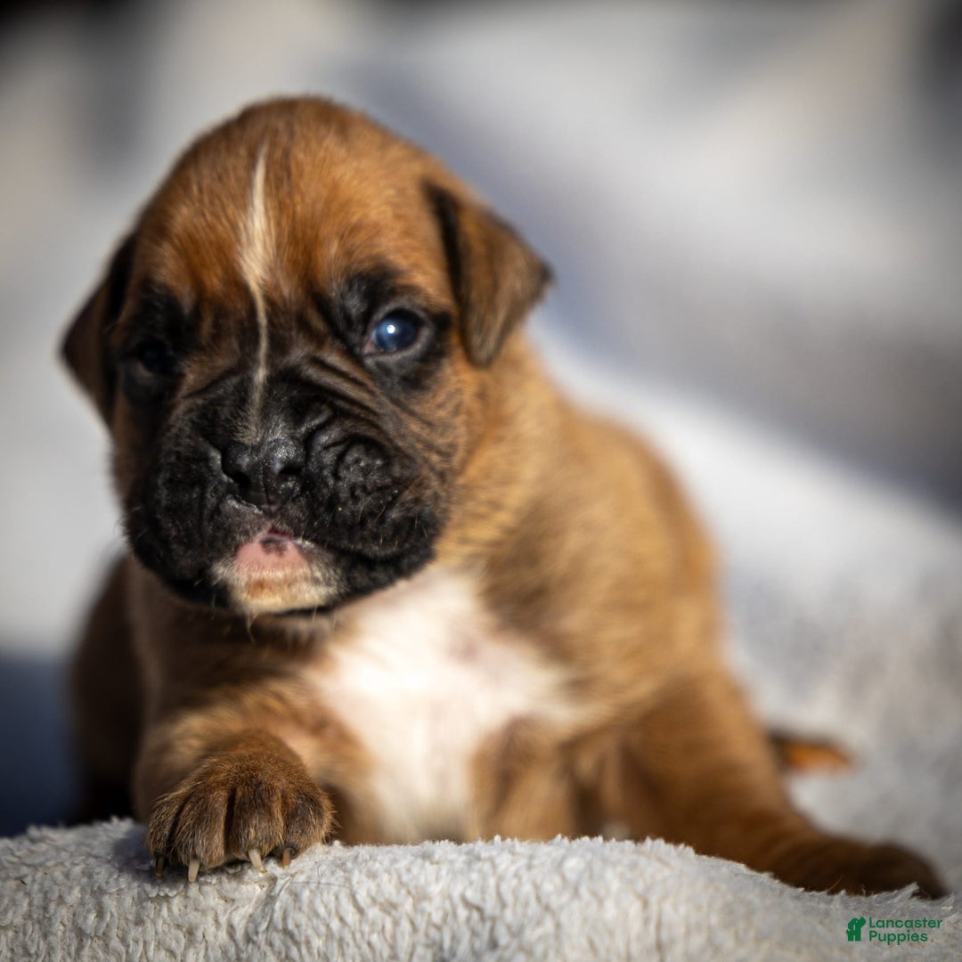 Boxer dogs for sale: Bear - Image 1