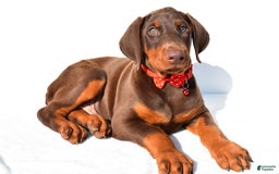 Doberman Pinscher dogs for sale: Tyler - Image 4