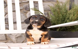 Basset Hound dogs for sale: Bentley - Image 9