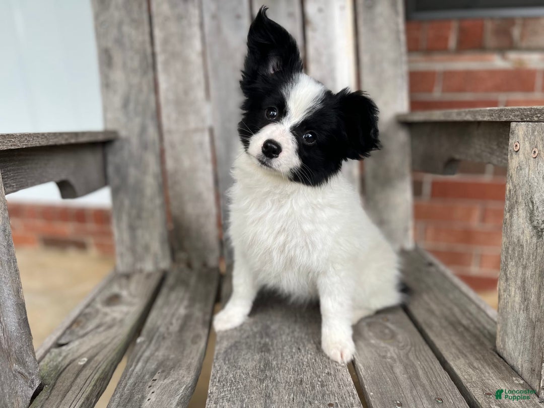 Papillon dogs for sale: Katies Black and White - Image 1
