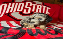 Mini Aussiedoodle dogs for sale: Canary - Image 10