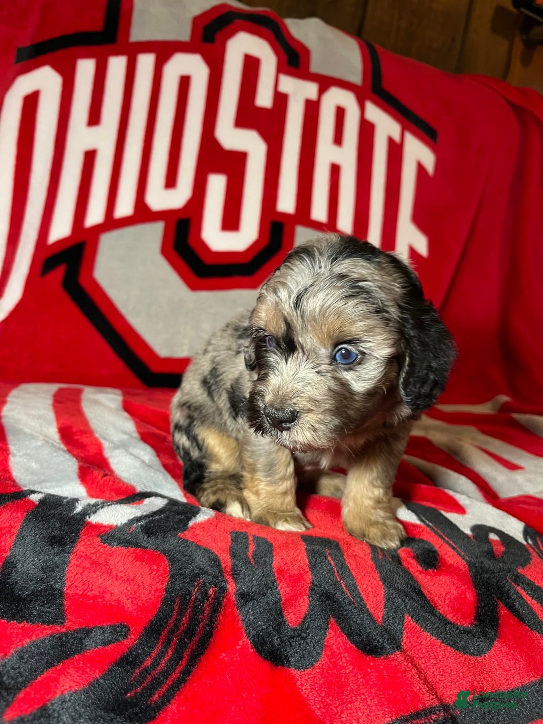Mini Aussiedoodle dogs for sale: Canary - Image 10