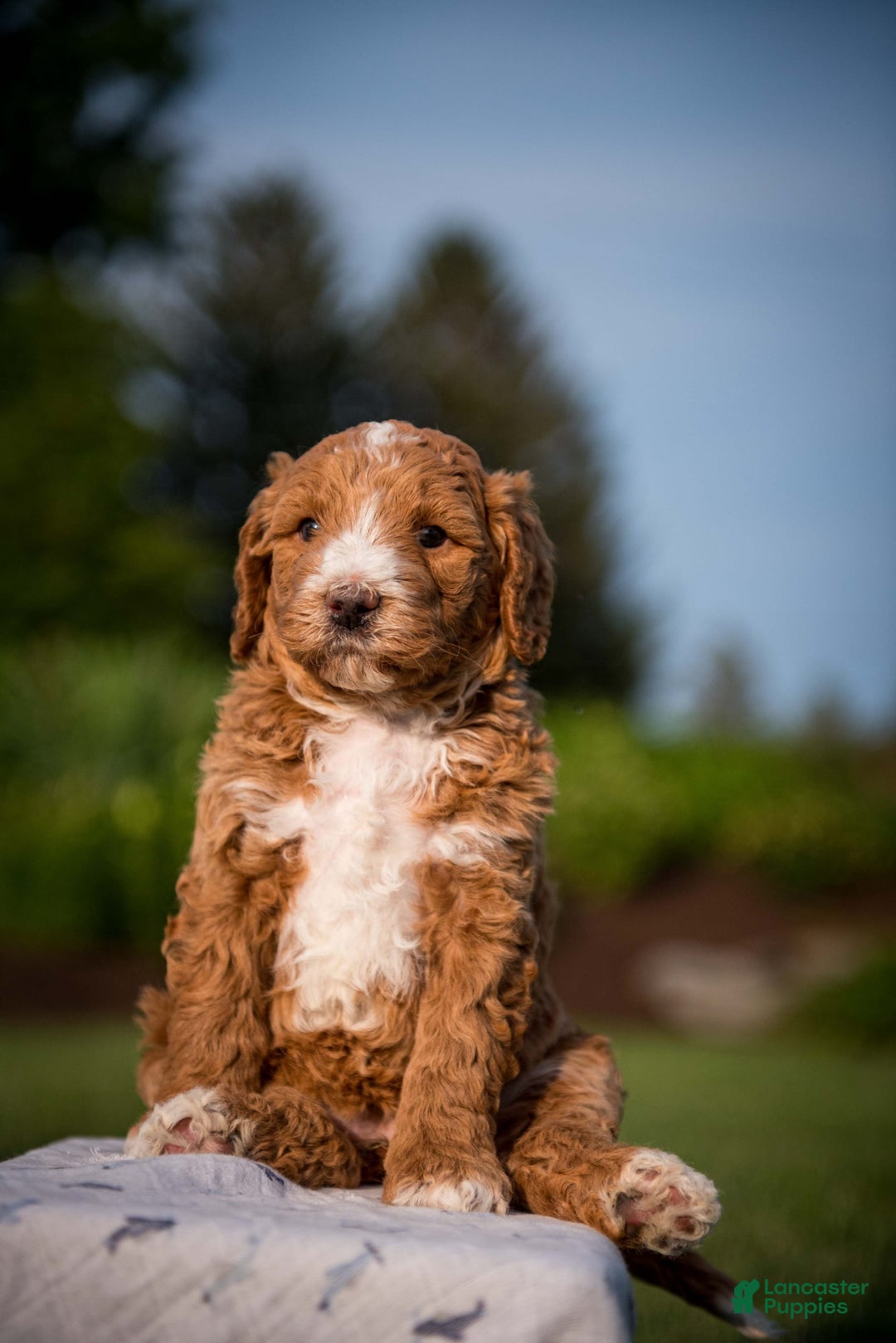 Goldendoodle dogs for sale: Janelle - Image 7