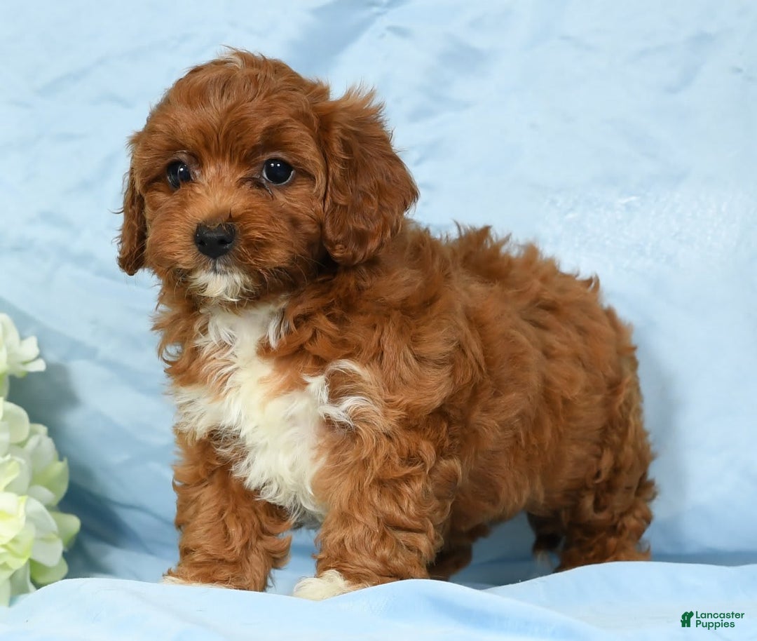 Cavapoo dogs for sale: Tara - Image 7