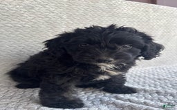 Mini Aussiedoodle dogs for sale: Harper - Image 9