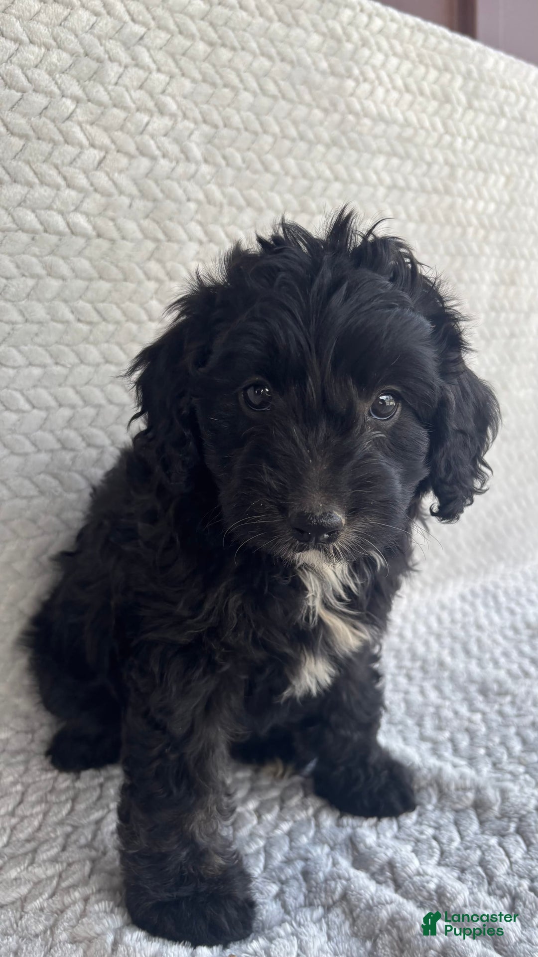 Mini Aussiedoodle dogs for sale: Harper - Image 9