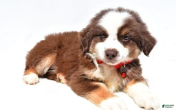 Miniature Australian Shepherd dogs for sale: Titan - Image 3