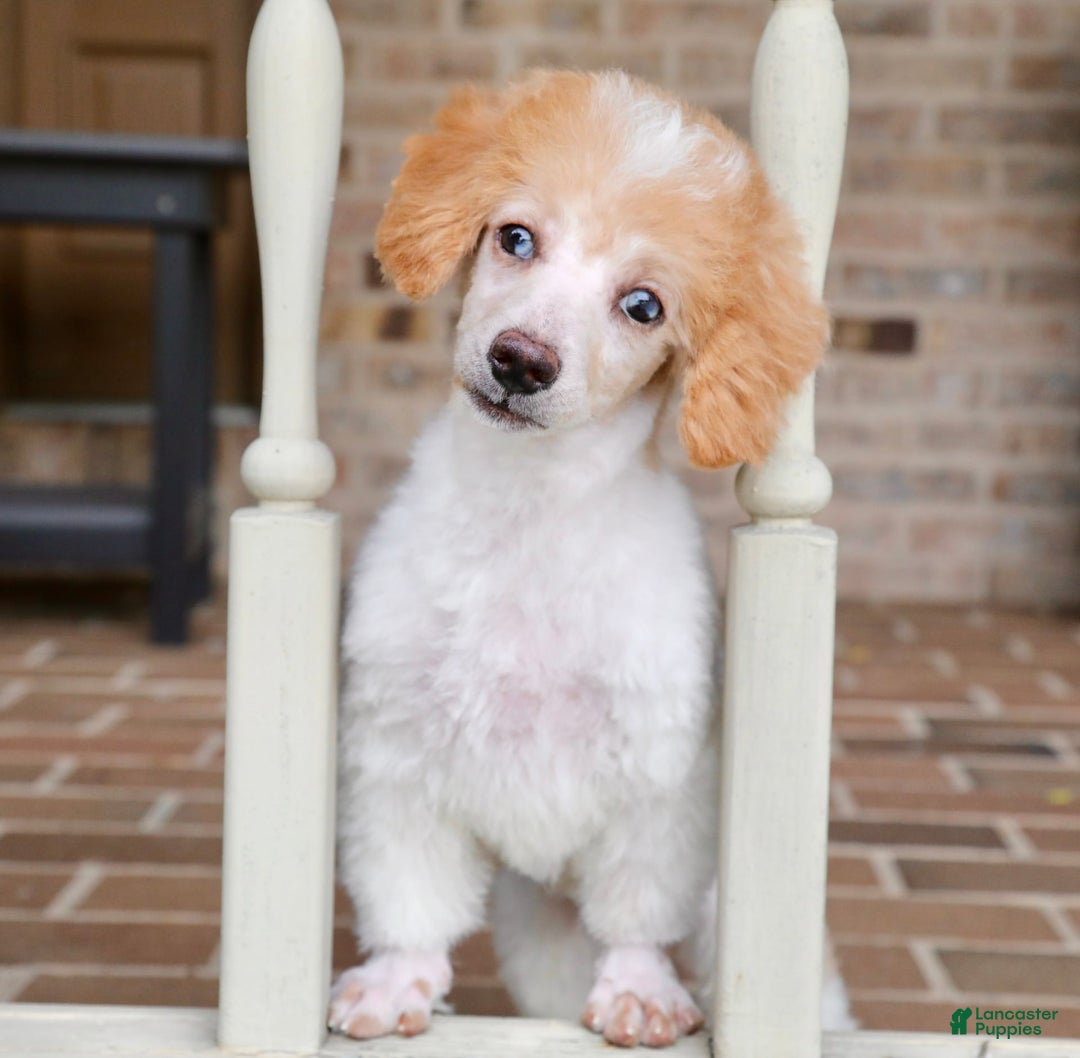 Miniature Poodle dogs for sale: Peanut - Image 12