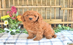 Mini Goldendoodle dogs for sale: Primrose - Image 5