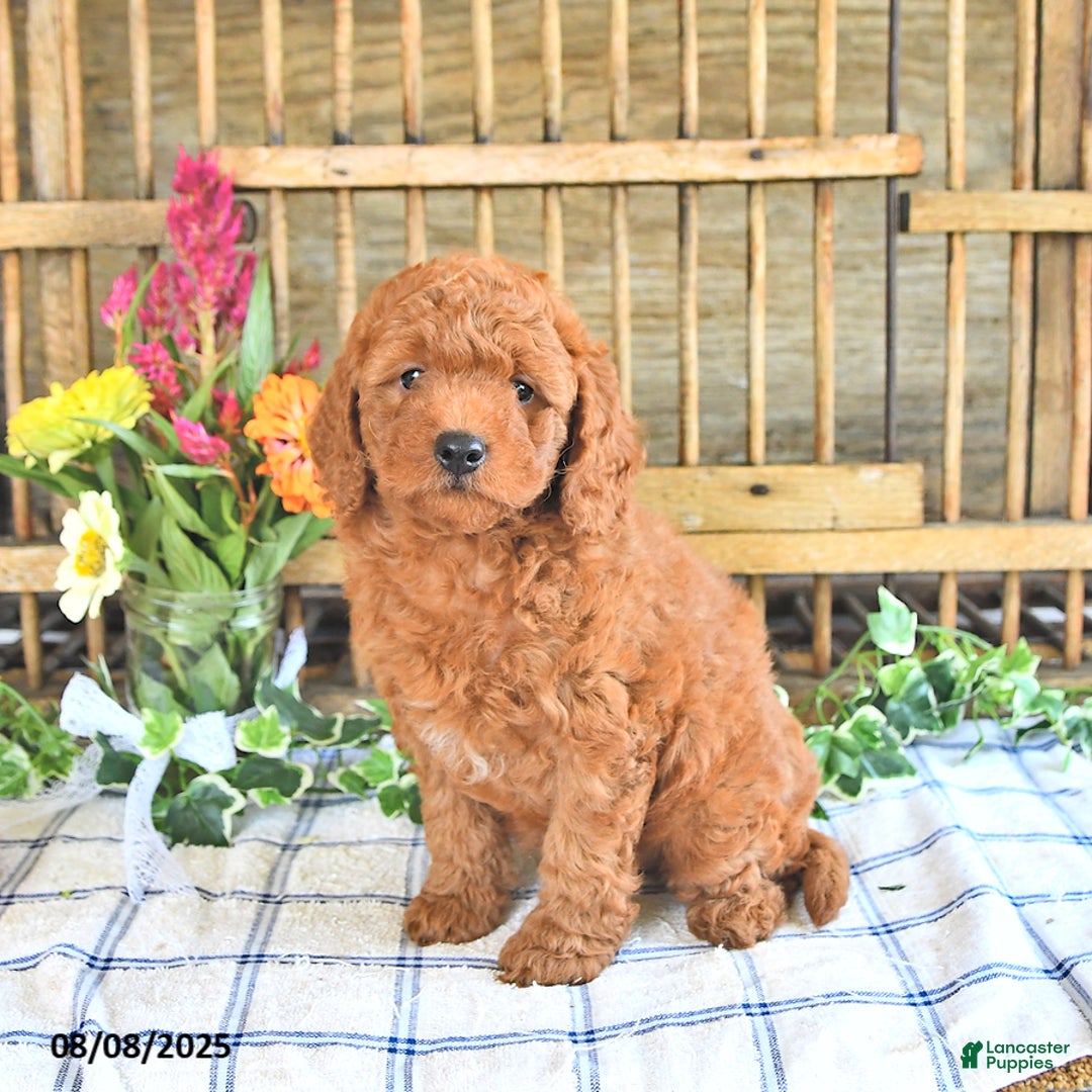 Mini Goldendoodle dogs for sale: Primrose - Image 5