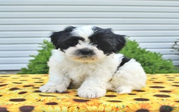 Teddy Bear dogs for sale: Jay - Image 2