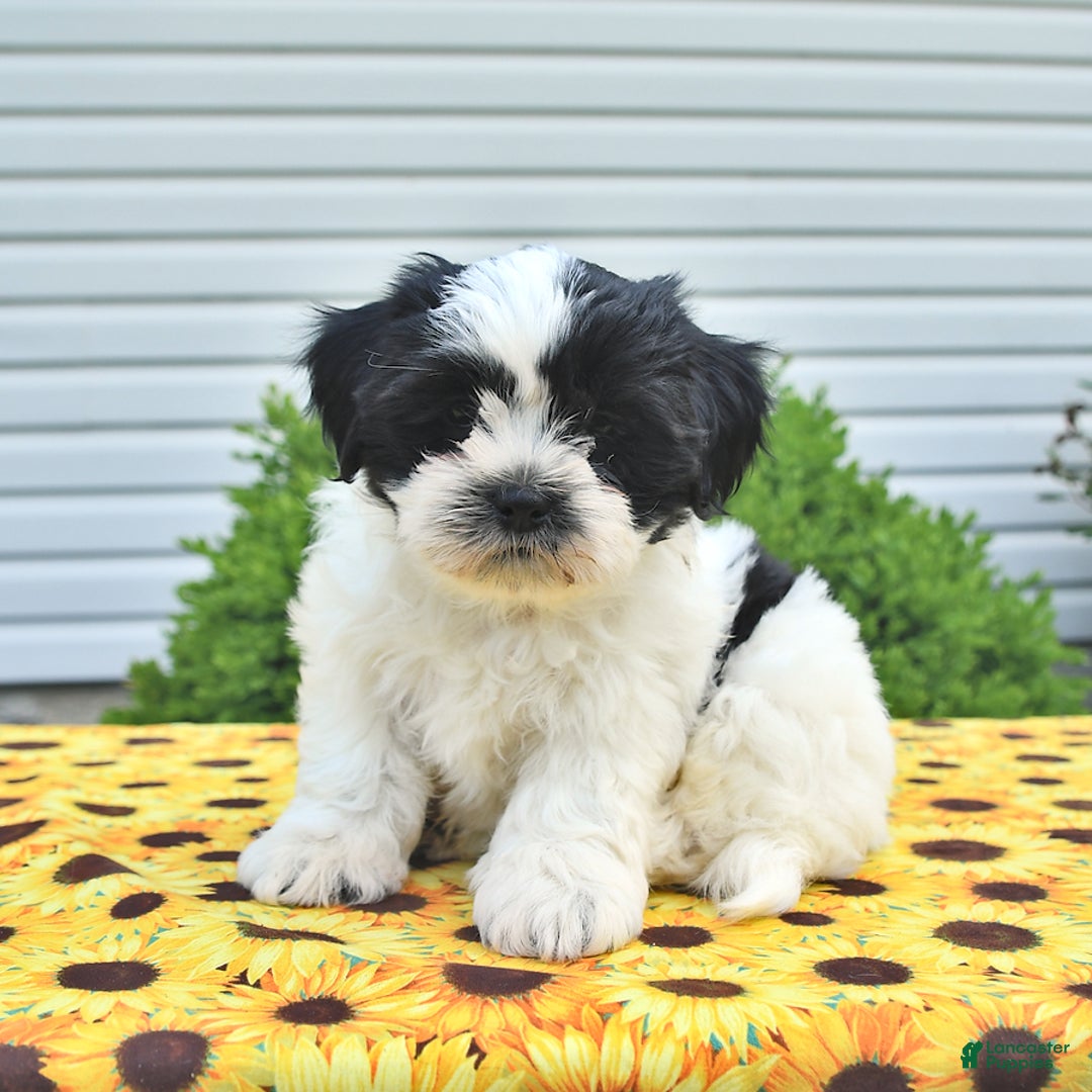 Teddy Bear dogs for sale: Jay - Image 2