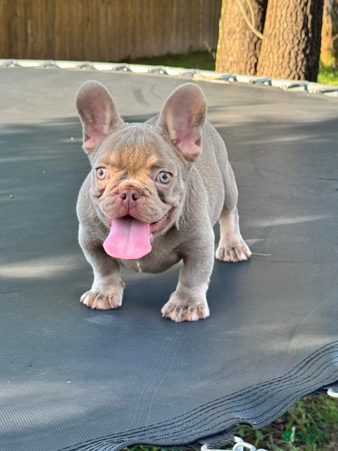 French Bulldog dogs for sale: Milo - Image 3