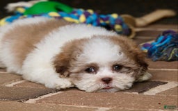 Shihpoo dogs for sale: Lily - Image 9
