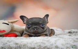 French Bulldog dogs for sale: Miles - Image 5