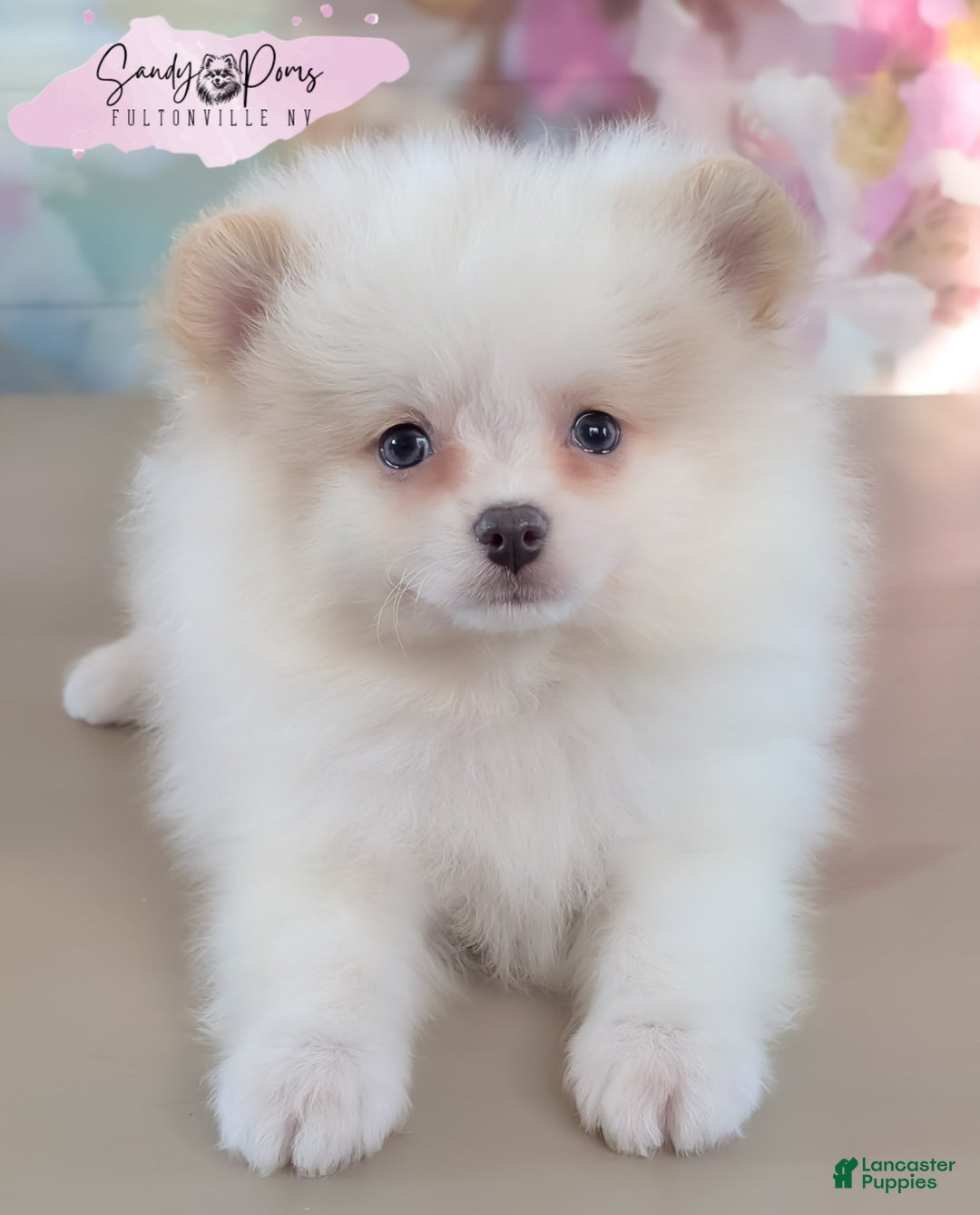 Pomeranian dogs for sale: Pomeranian 4 puppies - Image 1